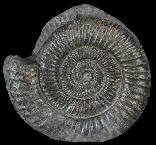 Dactylioceras Ammonite Fossil - England #52643
